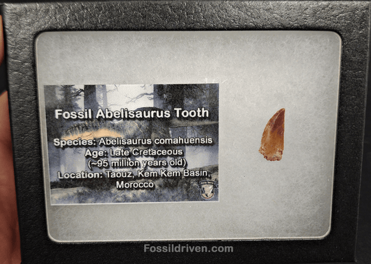 0.68" Fossil Abelisaurid Theropod Tooth – Real Dinosaur Tooth - Fossil Driven