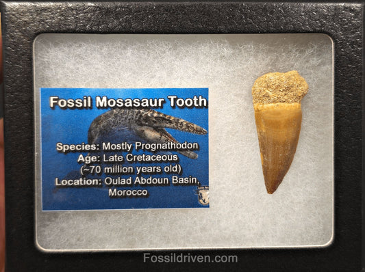 1.09" Fossil Mosasaur Tooth - Morocco - Fossil Driven