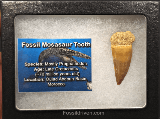 1.09" Fossil Mosasaur Tooth - Morocco - Fossil Driven