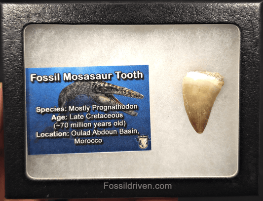 1.10" Fossil Mosasaur Tooth - Morocco - Fossil Driven