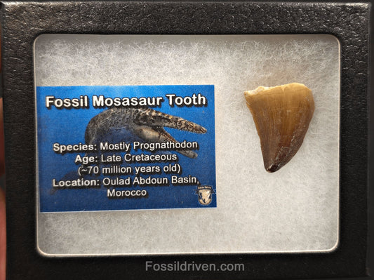 1.11" Fossil Mosasaur Tooth - Morocco - Fossil Driven