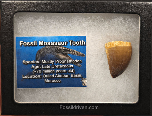 1.14" Fossil Mosasaur Tooth - Morocco - Fossil Driven
