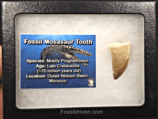1.16" Fossil Mosasaur Tooth - Morocco - Fossil Driven