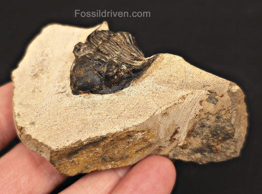 1.18" Curled Metacanthia Trilobite – Devonian – Lghaft, Morocco - Fossil Driven