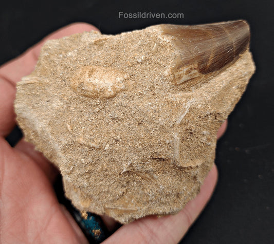 1.23" Fossil Mosasaur Tooth in Matrix - Morocco - Fossil Driven