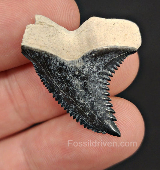 1.23" Hemipristis Shark Tooth Fossil - Bone Valley, Florida | Fossil Driven - Fossil Driven