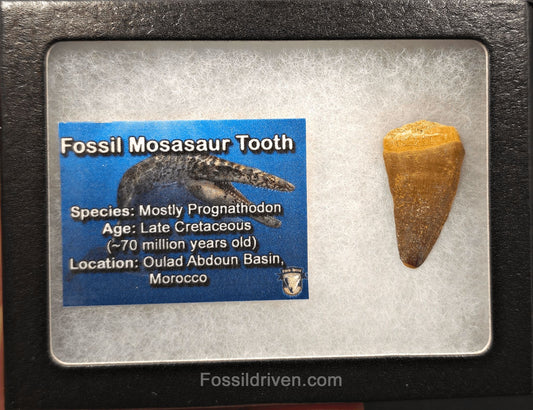 1.25" Fossil Mosasaur Tooth - Oulad Basin, Morocco - Fossil Driven