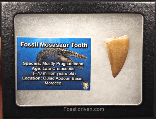 1.30" Fossil Mosasaur Tooth - Morocco - Fossil Driven