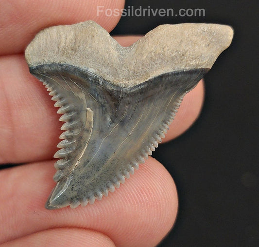 1.31" Bone Valley Hemipristis Tooth - Beautiful Color - Authentic Fossil Shark Tooth - Fossil Driven
