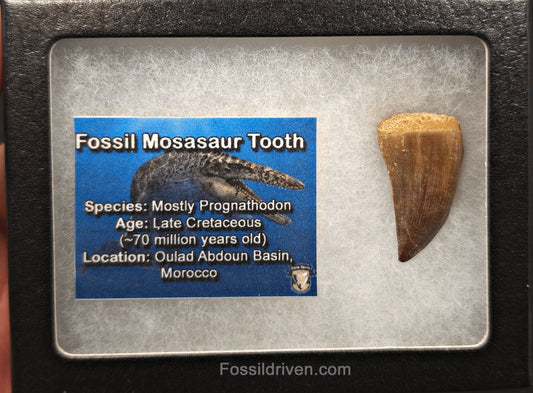 1.31" Fossil Mosasaur Tooth - Oulad Basin, Morocco - Fossil Driven