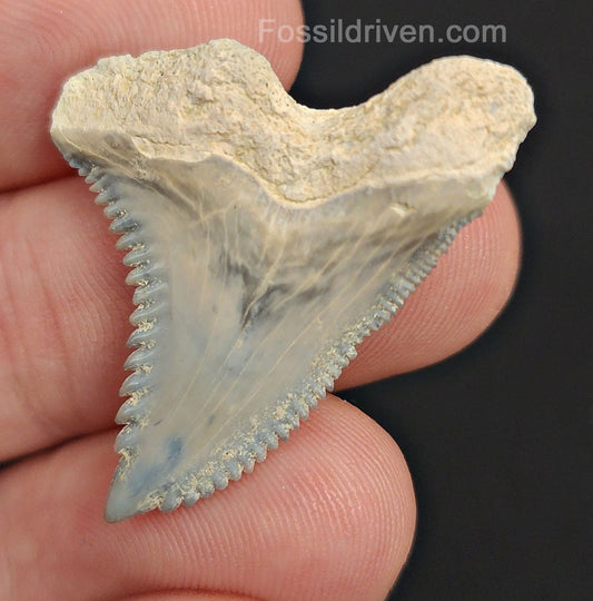 1.33" Fossil Hemipristis Shark Tooth - Bone Valley, Florida | Fossil Driven - Fossil Driven