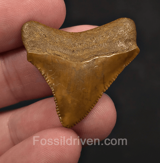 1.35" Posterior Fossil Megalodon Tooth - Java, Indonesia | Fossil Driven - Fossil Driven