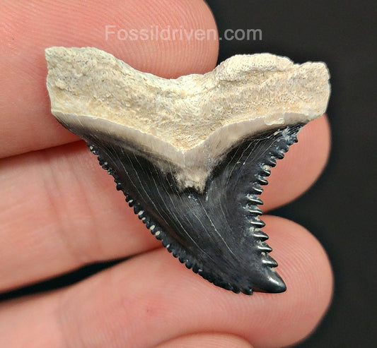 1.36" Fossil Hemipristis Tooth - Bone Valley, Florida | Fossil Driven - Fossil Driven