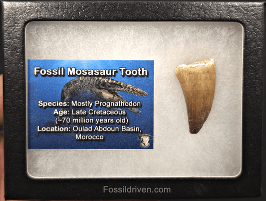 1.36" Fossil Mosasaur Tooth - Morocco - Fossil Driven