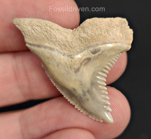 1.41" Fossil Hemipristis Shark Tooth - Bone Valley, Florida | Fossil Driven - Fossil Driven