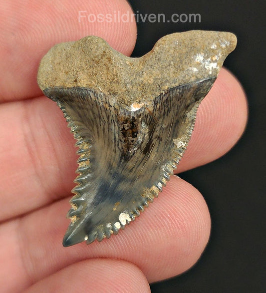 1.41" Fossil Hemipristis Shark Tooth - Golden Beach, Florida | Fossil Driven - Fossil Driven