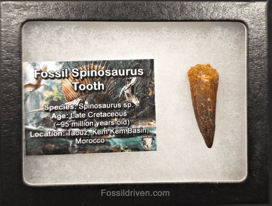 1.44" Fossil Spinosaurus Tooth - Real Dinosaur Tooth - Fossil Driven