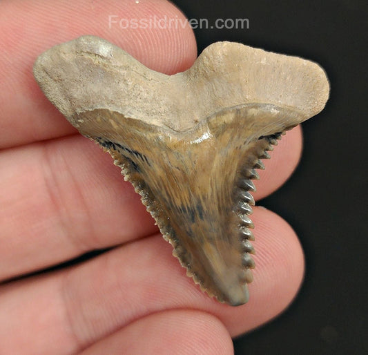 1.45" Fossil Hemipristis Shark Tooth - Bone Valley, Florida | Fossil Driven - Fossil Driven