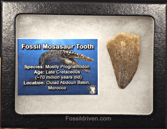 1.53" Fossil Mosasaur Tooth - Morocco - Fossil Driven