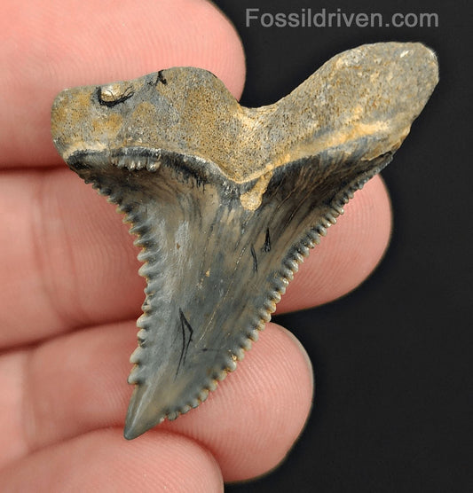 1.55" Fossil Hemipristis Shark Tooth - Golden Beach, Florida | Fossil Driven - Fossil Driven