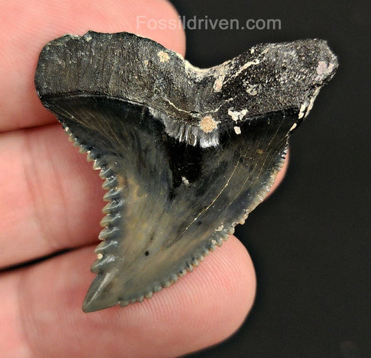 1.57" Fossil Hemipristis Shark Tooth - Venice, Florida | Fossil Driven - Fossil Driven