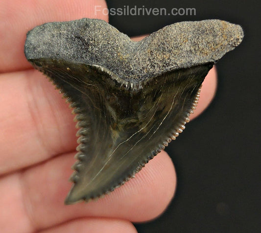 1.58" Fossil Hemipristis Shark Tooth - Bone Valley, Florida | Fossil Driven - Fossil Driven