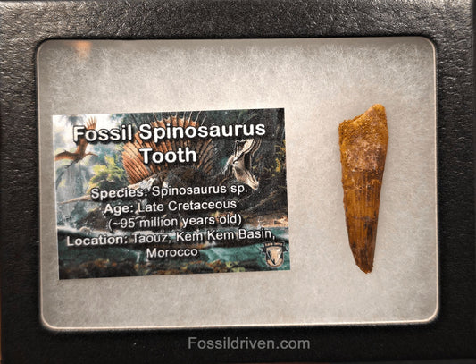 1.59" Fossil Spinosaurus Tooth - Real Dinosaur Tooth - Fossil Driven