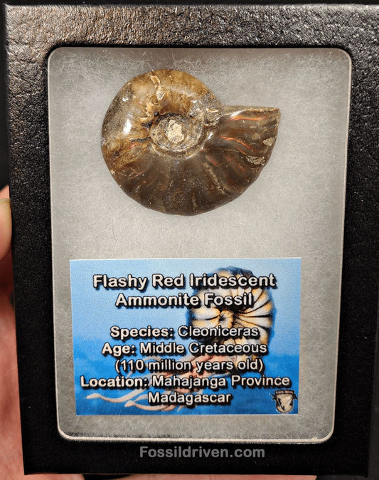 1.65" Red Flashy Iridescent Ammonite Fossil - Madagascar - Fossil Driven