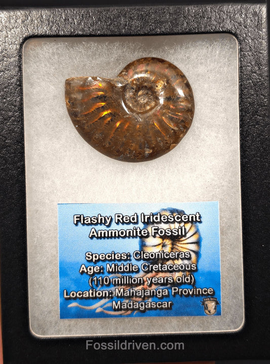 1.67" Red Flashy Iridescent Ammonite Fossil - Madagascar | Fossil Driven - Fossil Driven