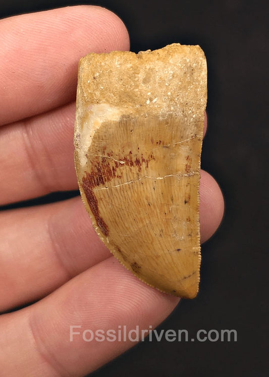 1.68" Serrated Carcharodontosaurus Tooth - Real Dinosaur Tooth - Fossil Driven