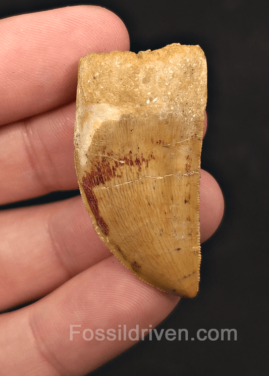 1.68" Serrated Carcharodontosaurus Tooth - Real Dinosaur Tooth - Fossil Driven
