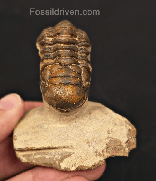 1.71" Curled Fossil Crotalocephalina Trilobite - Devonian - Issoumour, Morocco - Fossil Driven