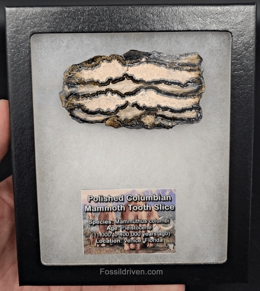 1.72" Columbian Mammoth Tooth Slice – Authentic Fossil | Fossil Driven - Fossil Driven