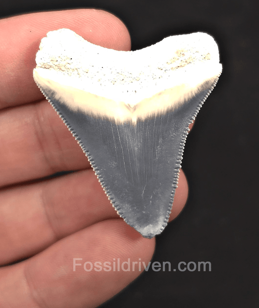 1.75" Sky Blue Fossil Megalodon Tooth - Bone Valley, Florida | Fossil Driven - Fossil Driven