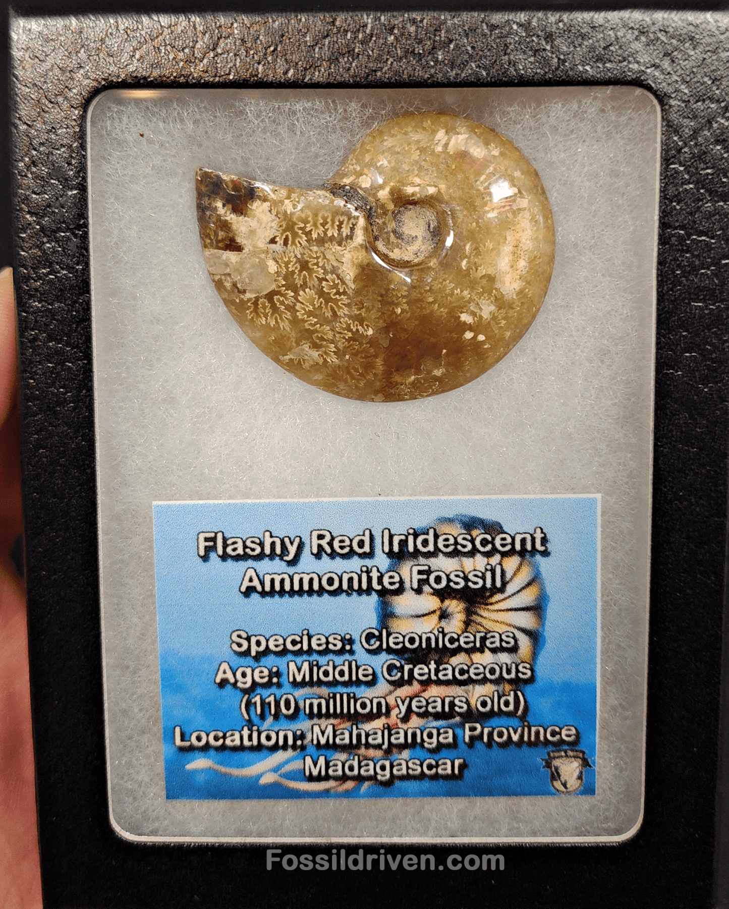 1.77" Red Flashy Iridescent Ammonite Fossil - Madagascar - Fossil Driven