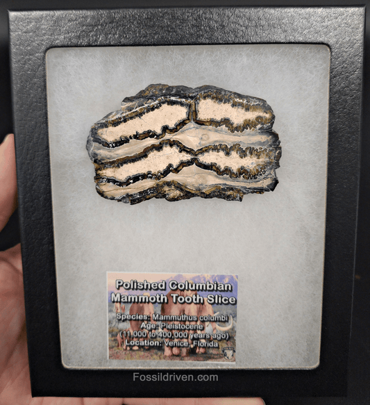 1.82" Columbian Mammoth Tooth Slice – Authentic Fossil | Fossil Driven - Fossil Driven