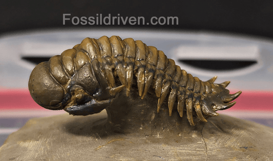 1.83" Flying Crotalocephalina Trilobite – Devonian – Issoumour, Morocco - Fossil Driven