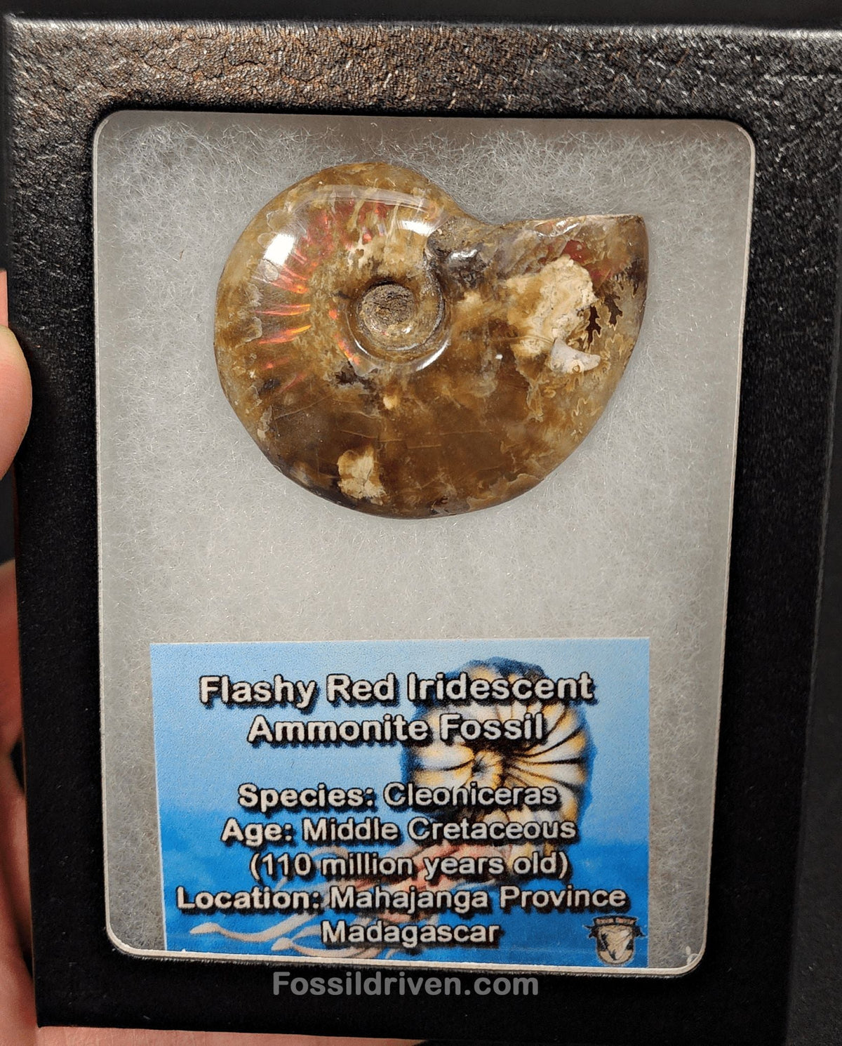 1.88" Red Flashy Iridescent Ammonite Fossil - Madagascar - Fossil Driven