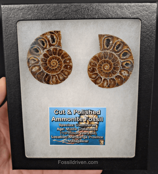 1.93" Cut & Polished Agatized Ammonite Fossil – Display Specimen | Fossil Driven - Fossil Driven