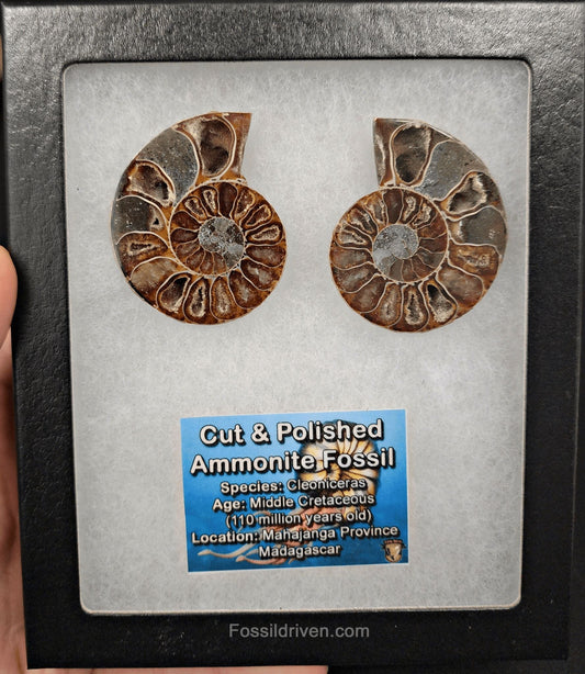 1.97" Cut & Polished Agatized Ammonite Fossil – Display Specimen | Fossil Driven - Fossil Driven