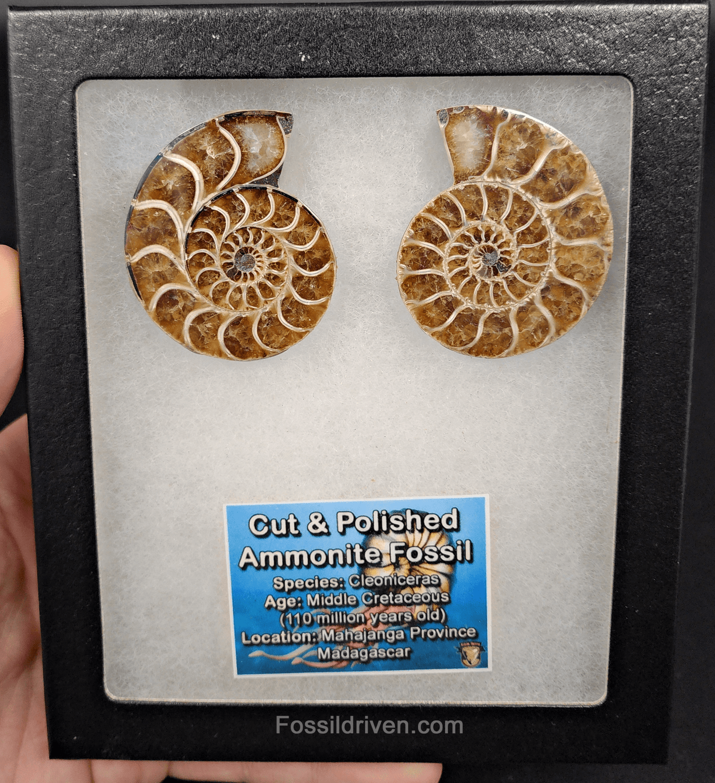 1.98" Cut & Polished Agatized Ammonite Fossil – Display Specimen | Fossil Driven - Fossil Driven