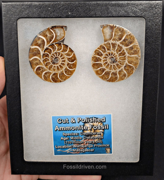1.98" Cut & Polished Agatized Ammonite Fossil – Display Specimen | Fossil Driven - Fossil Driven