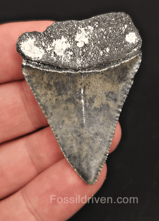 2.00" Fossil Great White Tooth - St. Augustine, FL - Real Fossil - Fossil Driven