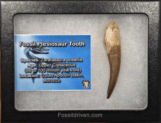 2.01" Fossil Plesiosaur (Zarafasaurus) Tooth - Morocco - Fossil Driven