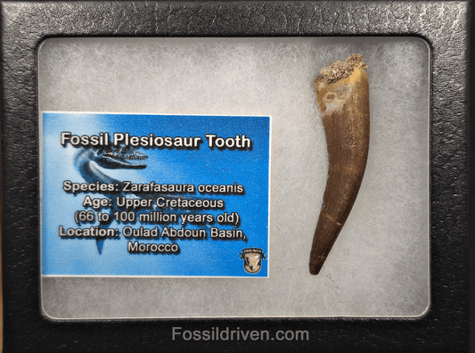 2.02" Fossil Plesiosaur (Zarafasaurus) Tooth - Morocco - Fossil Driven