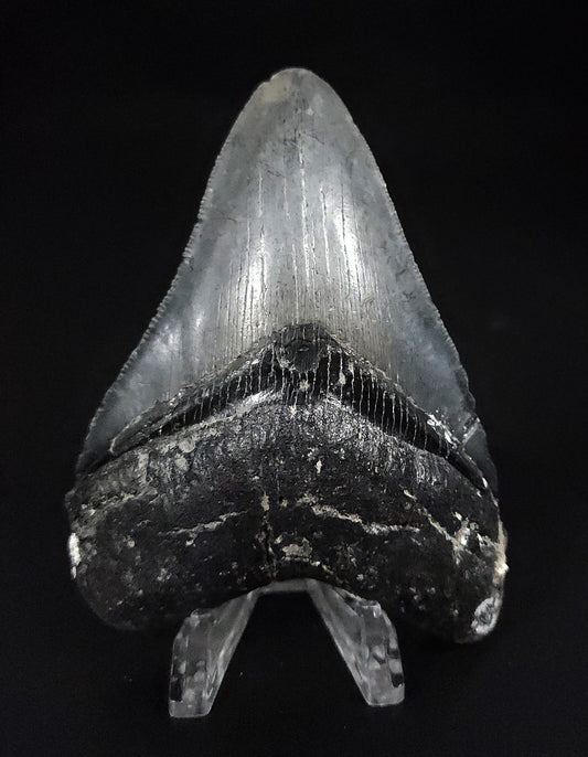 Authentic, 4.01" Fossil Megalodon Tooth - Venice, Florida