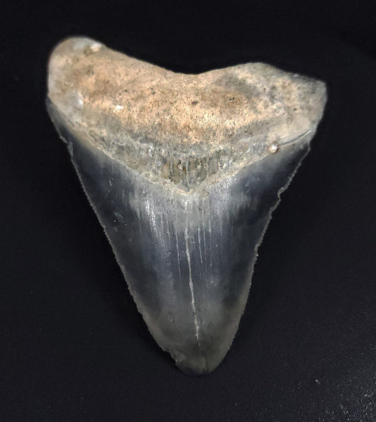 Authentic, 3.17" Fossil Megalodon Tooth - Venice, Florida