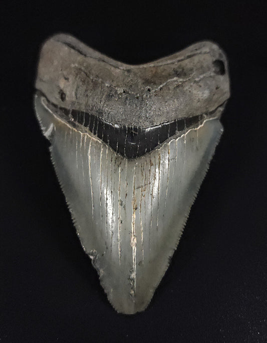 Authentic, 3.20" Fossil Megalodon Tooth - Venice, Florida