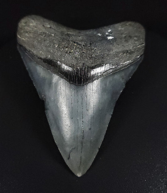 Authentic, 3.41" Fossil Megalodon Tooth - Venice, Florida