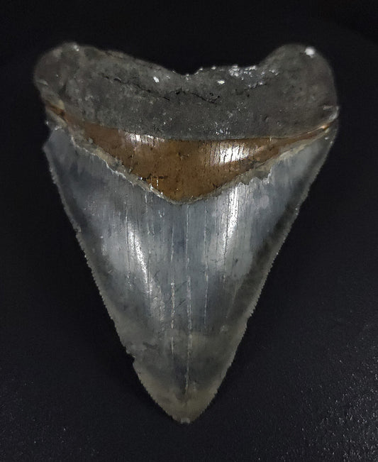 Beautiful, 3.26" Fossil Megalodon Tooth - Venice, Florida
